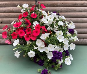 HB Star Spangled Hanger combo Hanging Basket (c13)